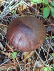 Chroogomphus vinicolor