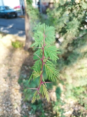 Vachellia schaffneri