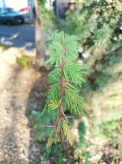 Vachellia schaffneri