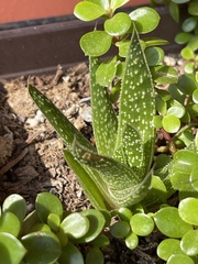 Asphodeloideae