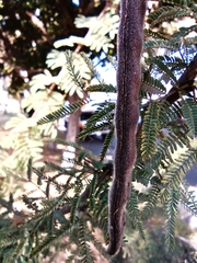 Vachellia schaffneri