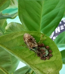 Antiteuchus tripterus