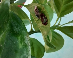 Antiteuchus tripterus