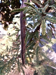 Vachellia schaffneri