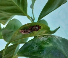 Antiteuchus tripterus