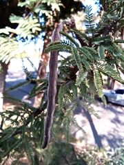Vachellia schaffneri