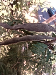 Vachellia schaffneri