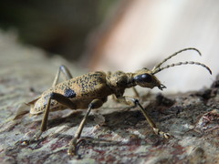 Rhagium mordax