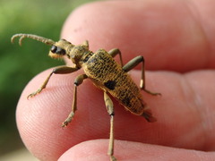 Rhagium mordax