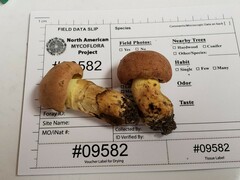 Butyriboletus taughannockensis