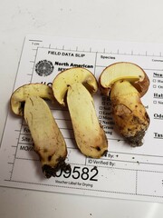 Butyriboletus taughannockensis