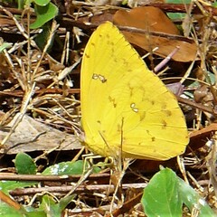 Phoebis philea