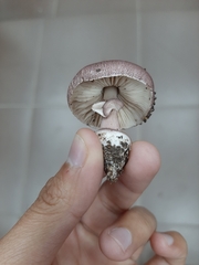Lepiota decorata