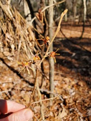 Hamamelis ovalis
