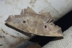 Polyacme subpulchra