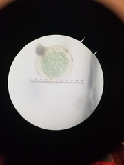 Nostocaceae