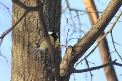 Parus major