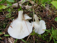 Cuphophyllus angustifolius