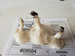 Cuphophyllus angustifolius