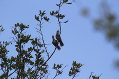 Campylorhynchus yucatanicus