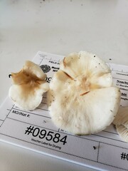 Cuphophyllus angustifolius