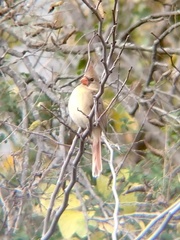 Cardinalis cardinalis