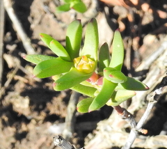 Lampranthus aureus