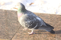 Columba livia domestica