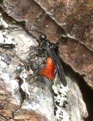 Braconinae