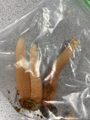 Lysurus periphragmoides