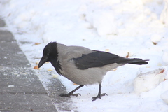 Corvus cornix