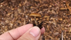 Psilocybe allenii