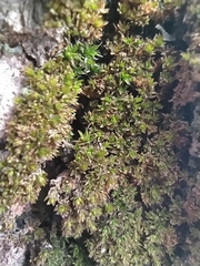 Orthotrichaceae