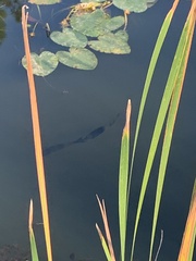 Micropterus floridanus