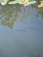 Micropterus floridanus