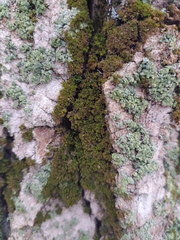 Orthotrichaceae