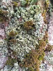 Phaeophyscia orbicularis