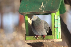 Columba livia domestica