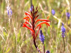 Watsonia angusta