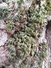 Phaeophyscia orbicularis