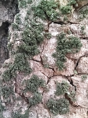 Phaeophyscia orbicularis