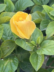 Hibiscus panduriformis