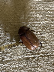 Melolonthinae