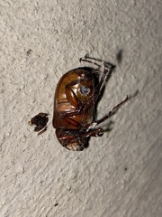 Melolonthinae