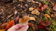 Psilocybe allenii