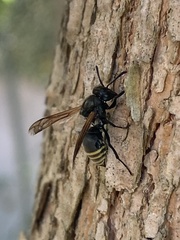 Brachygastra lecheguana