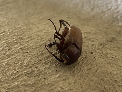 Melolonthinae