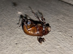 Melolonthinae
