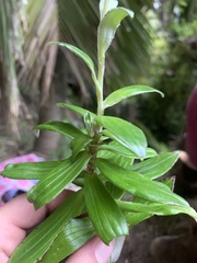 Anaphalioides trinervis