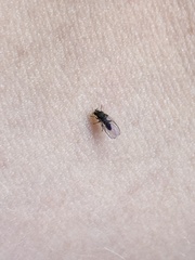 Austrosimulium ungulatum